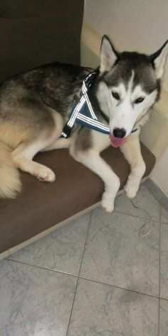 Sasha, dolcissima husky in adozione