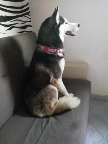 Sasha, dolcissima husky in adozione