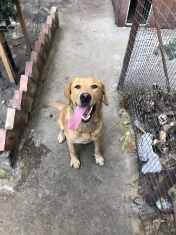 Sasha simil Labrador 4anni non esce mai dal piccolissimo recinto SUD