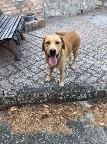 Sasha simil Labrador 4anni non esce mai dal piccolissimo recinto SUD