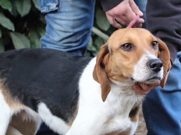 Saturnina derivato Beagle, taglia medio piccola in adozione