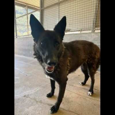 SAVINA DA SEMPRE IN CANILE CAGNOLINA IN ADOZIONE