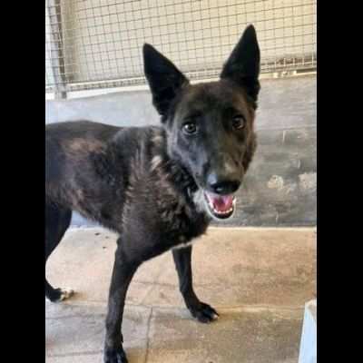 SAVINA DA SEMPRE IN CANILE CAGNOLINA IN ADOZIONE