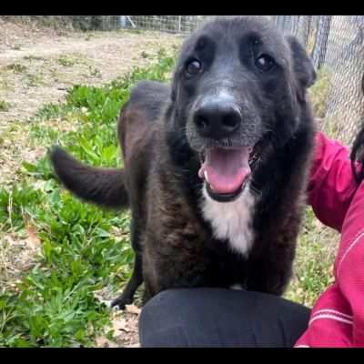 SAVINA DA SEMPRE IN CANILE CAGNOLINA IN ADOZIONE