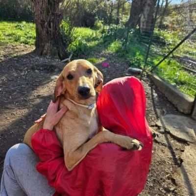 SBUFFO CAGNOLINO IN ADOZIONE