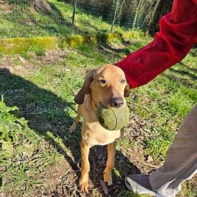 SBUFFO CAGNOLINO IN ADOZIONE