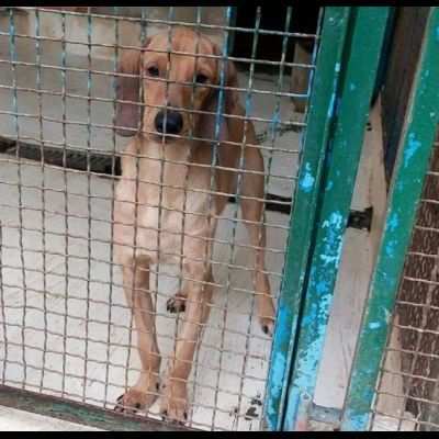 SBUFFO CAGNOLINO IN ADOZIONE