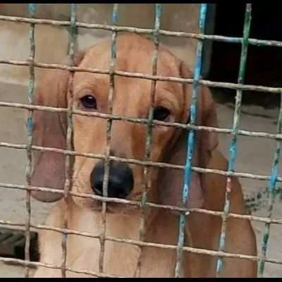 SBUFFO CAGNOLINO IN ADOZIONE