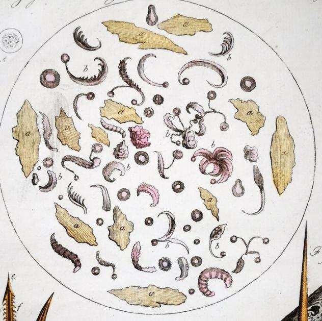 Schmuzer, Jacob Xaver (1713-1775) - Antique Engraving Earliest Microscope Images Original Antique Watercolouring (set of 4) - 1790