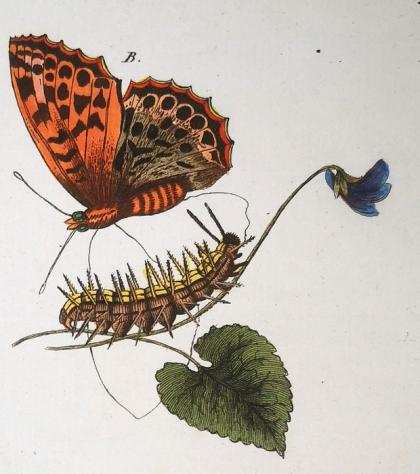 Schmuzer, Jacob Xaver (1713-1775) - Antique Engraving on Butterflies, Moths, Catterpilars Endemic in Germany Original watercolouring - 1819