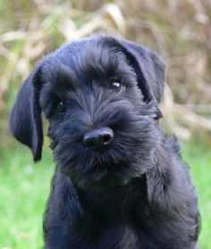 Schnauzer cuccioli nani nero da 70 euro al mese