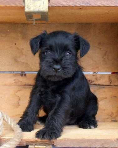 SCHNAUZER NANI CUCCIOLI- pagamento rateale