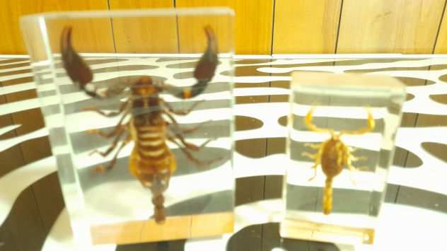Scorpioni in plexiglas