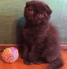 scottish fold choco