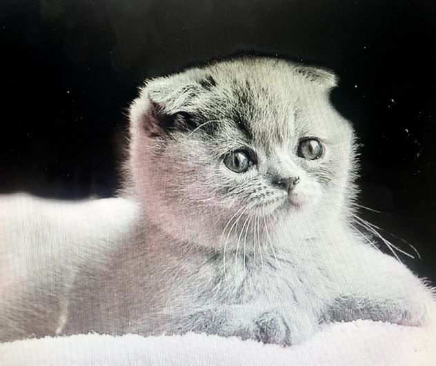 Scottish fold cuccioli blu