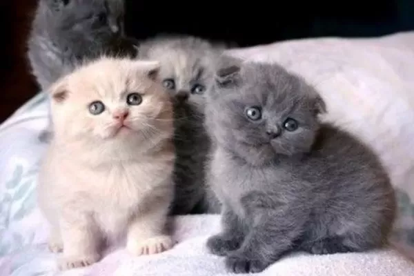 Scottish fold cuccioli disponibili