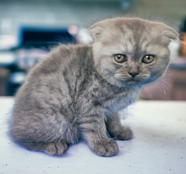 SCOTTISH FOLD  pagamento rateizzabile