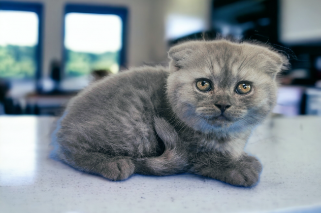 SCOTTISH FOLD  pagamento rateizzabile