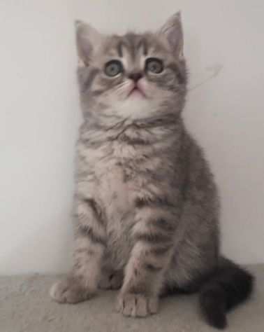 Scottish straight blue tabby