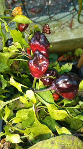 Semi Carolina Reaper, Scorpion Kraken,Habanero