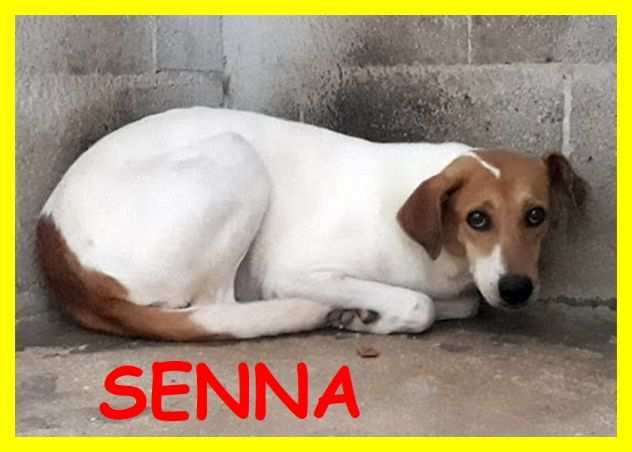 SENNA 4anni bella e spaventata