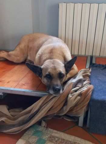 Serena 8 anni, taglia contenuta, a Pavia