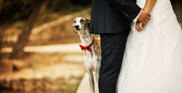Servizio di Wedding Dog Sitter per Matrimoni a Varese