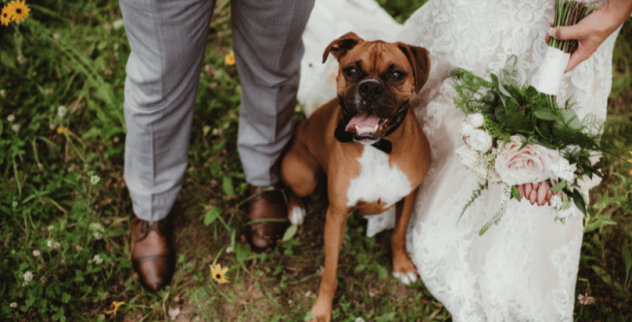 Servizio di Wedding Dog Sitter per Matrimoni a Varese