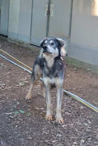 Seth bellissimo cucciolone in canile. In adozione