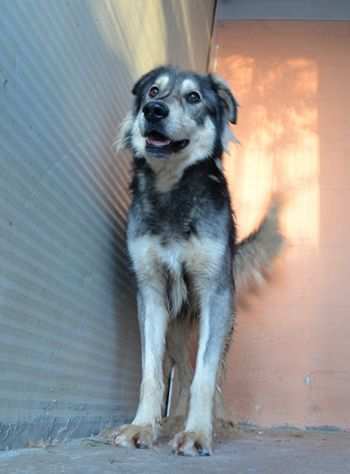 Seth bellissimo cucciolone in canile. In adozione