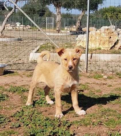 Shakira, una cucciola color caramello