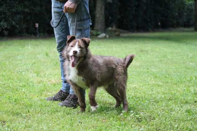 SHAKY GIOVANE CAGNOLINO TAGLIA PICCOLA IN ADOZIONE