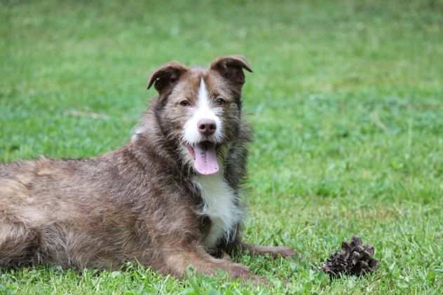 SHAKY GIOVANE CAGNOLINO TAGLIA PICCOLA IN ADOZIONE