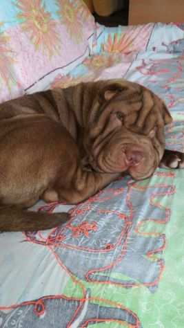 SHARPEI, 5 ANNI, GIGIO, ABITUATO IN CASA CERCA URGENTEMENTE CASA