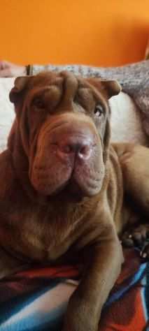 SHARPEI, 5 ANNI, GIGIO, ABITUATO IN CASA CERCA URGENTEMENTE CASA