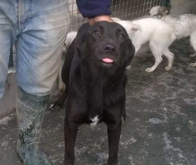 SHEA, dolce cagnolina in cerca damore