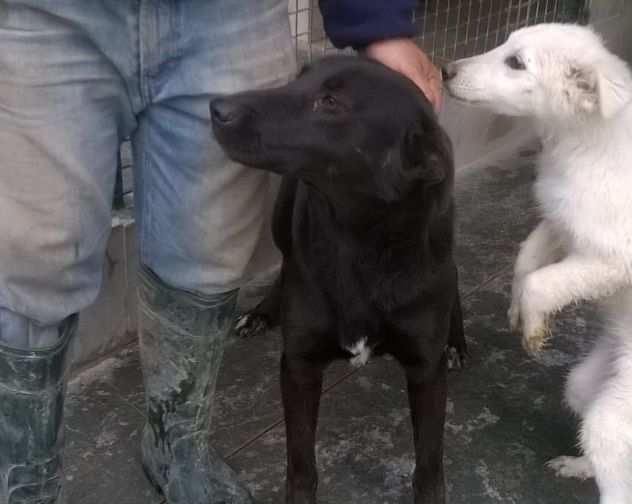 SHEA, dolce cagnolina in cerca damore