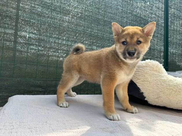 shiba