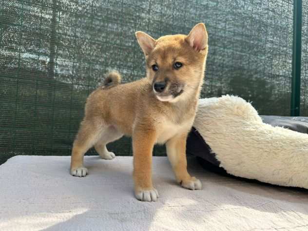 shiba