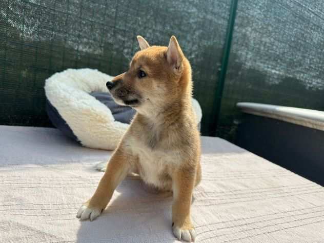 shiba