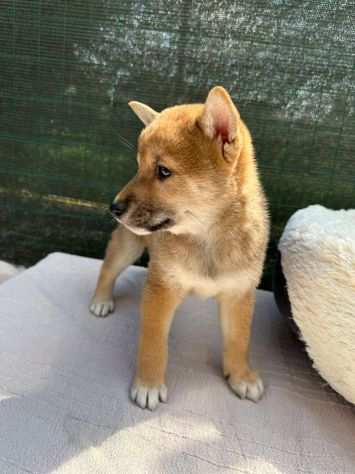 shiba cucciolata