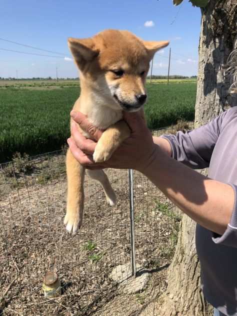 Shiba Inu