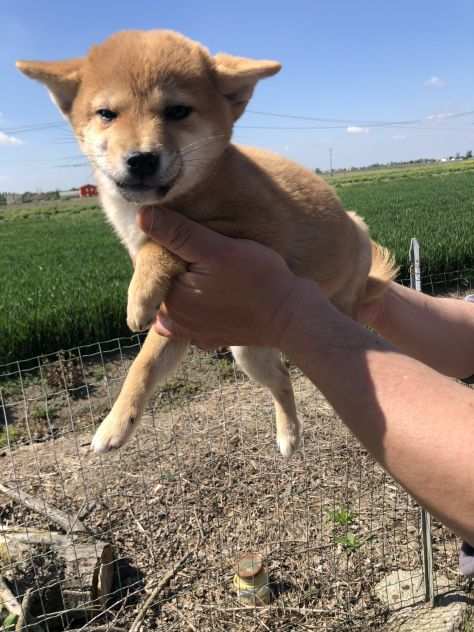 Shiba Inu