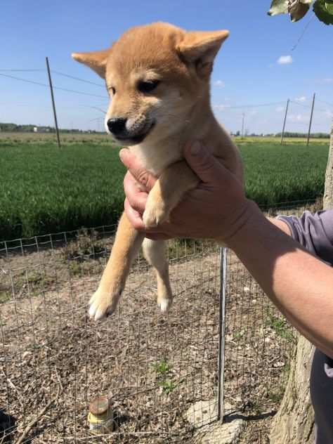 Shiba Inu