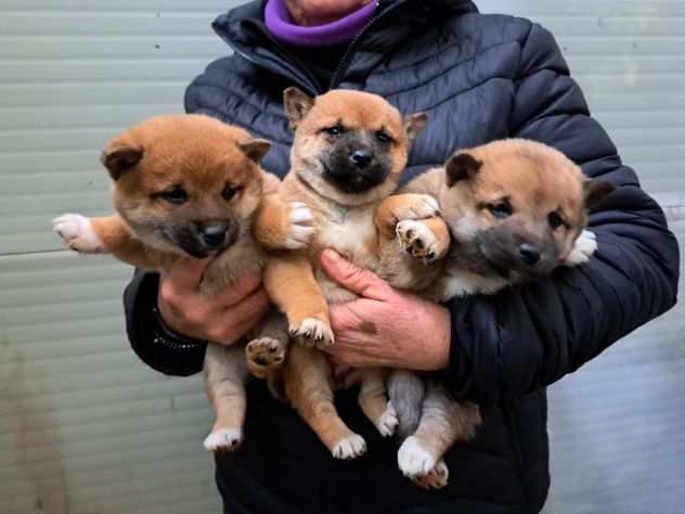 SHIBA INU CUCCIOLI