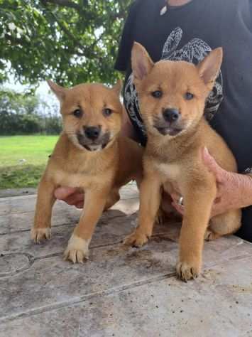 SHIBA INU CUCCIOLI