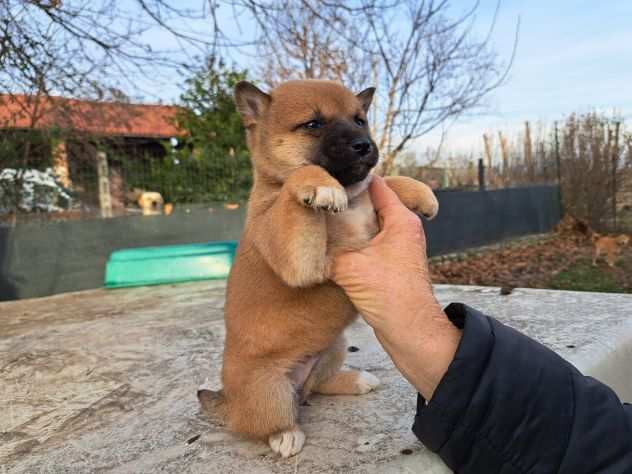 SHIBA INU CUCCIOLI