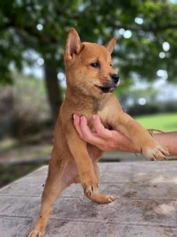 SHIBA INU CUCCIOLI