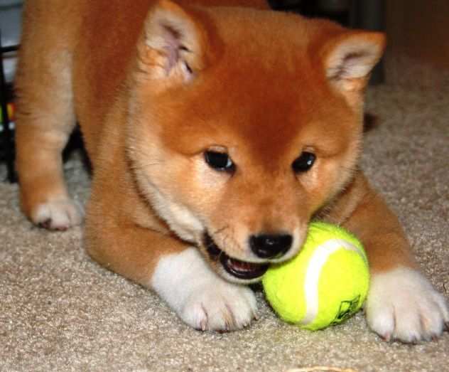 Shiba inu cuccioli da 60 euro al mese