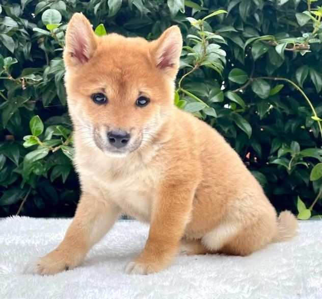 Shiba inu cuccioli da 60 euro al mese